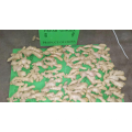 Ginger Wholesale Chinese High Quality Fresh Ginger Semi Air Dried Ginger